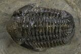 Detailed Gerastos Trilobite Fossil - Morocco #311063-2